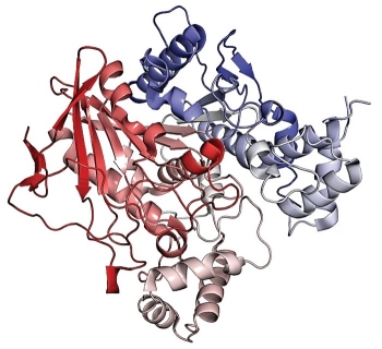 Ribbon structure of BChE, a naturally occurring enzyme that binds nerve agents. Ribbon structure of BChE, a naturally occurring enzyme that binds nerve agents.